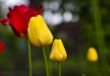 Tulip flowers on spring