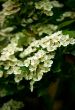 White flower blossom in the spring garden