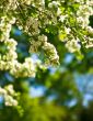 White flower blossom on sunshine in the garden