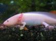 White fish with a legs