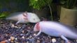 White fishes with a legs