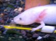 White fish with a legs