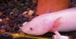 White fish with a legs