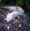 White fishes with a legs