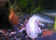 White fish with a legs