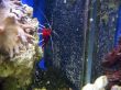 Red royal shrimp with a white moustache