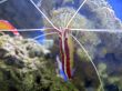 Red royal shrimp with a white moustache