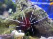 Red royal shrimp with a white moustache