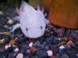 White fish with a legs