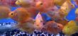 Tropical exotic fishes