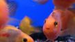 Tropical exotic fishes
