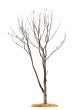 Tree on white background