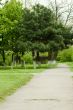 Footpath in park