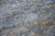 Jellyfish under water