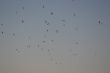 Flight of birds