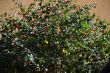 Green bush