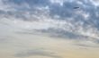 bird in the sky