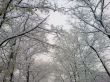 First snow on the trees