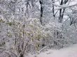 First winter snow on the bush
