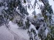 First winter snow on the branches