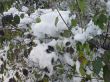 First winter snow.