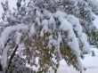First winter snow.