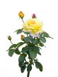 yellow rose  on a white background