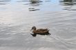 The duck swims