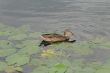 The duck swims
