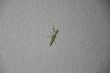 the mantis