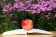 Apple with Book in Garden