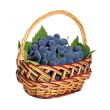 wicker basket with brushes of dark grapes