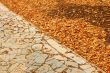 Fallen leaves in park