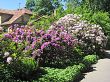Rhododendrons in spring