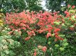 Rhododendrons in spring