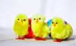 Three Easter Chicken