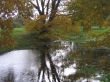 The autumn tree