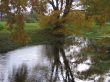 The autumn tree
