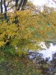 The autumn tree