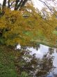 The autumn tree