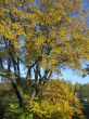 The autumn tree
