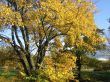 The autumn tree