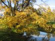 The autumn tree