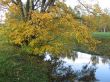 The autumn tree