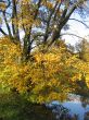 The autumn tree