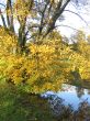 The autumn tree