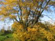 The autumn tree