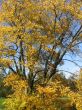 The autumn tree