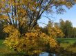 The autumn tree