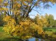 The autumn tree in Peterhof